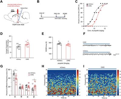 The activation of GABAergic neurons in the hypothalamic tuberomammillary nucleus attenuates sevoflurane and propofol-induced anesthesia in mice